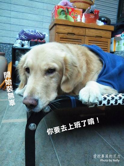『狗狗』柚子之王子飛行床起飛