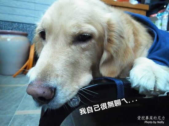 『狗狗』柚子之王子飛行床起飛
