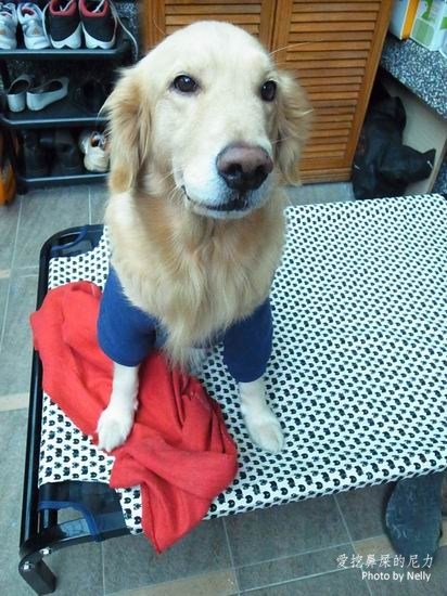 『狗狗』柚子之王子飛行床起飛
