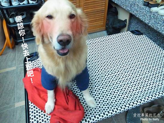 『狗狗』柚子之王子飛行床起飛