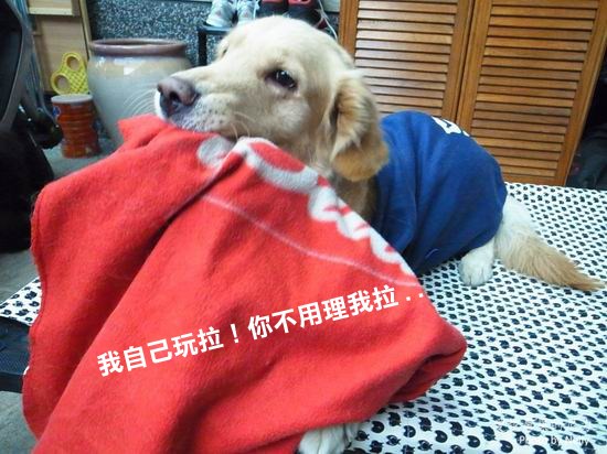 『狗狗』柚子之王子飛行床起飛