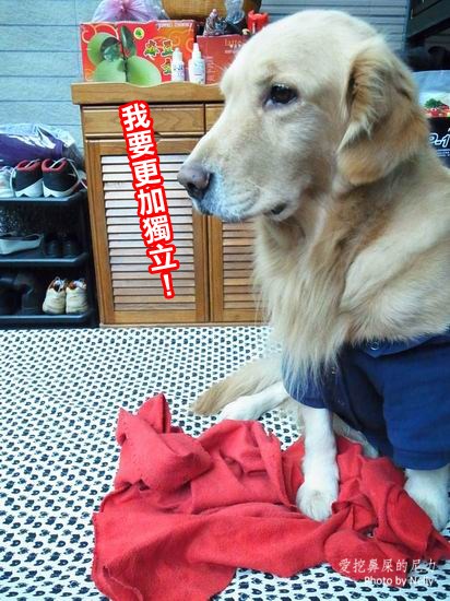 『狗狗』柚子之王子飛行床起飛