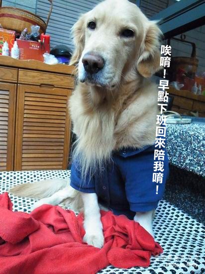 『狗狗』柚子之王子飛行床起飛