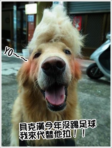 『狗狗』連假髮的錢都省起來了∼