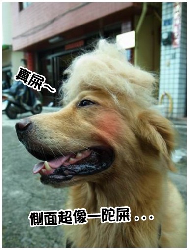 『狗狗』連假髮的錢都省起來了∼