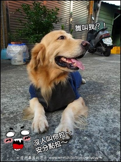 柚子做小动物脸_动物世界 柚子做小动物脸