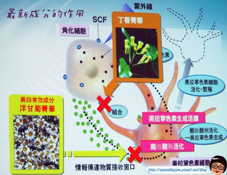 打擊霧狀斑點讓你白透亮~Sofina Whitening瀅白記者會