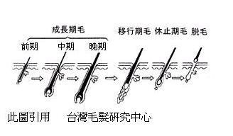 為什麼洗頭時都會掉髮呢?這樣正常嗎?