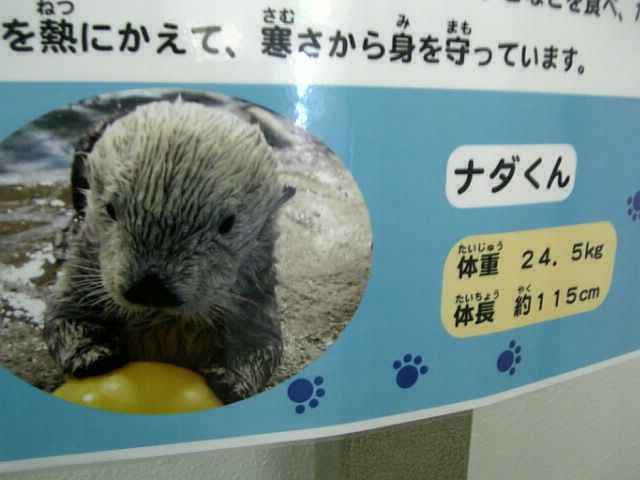 那麼可愛 是什麼?