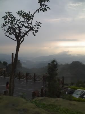 太平酒桶山上的月光森林