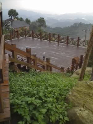 太平酒桶山上的月光森林