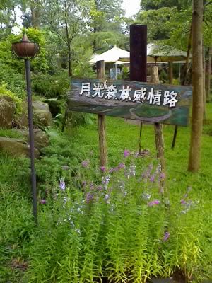 太平酒桶山上的月光森林