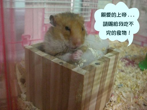 家有貪食鼠
