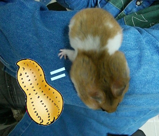 家有貪食鼠