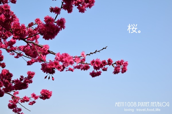 【賞櫻】2015泰安派出所櫻花季,沐浴八重櫻之美