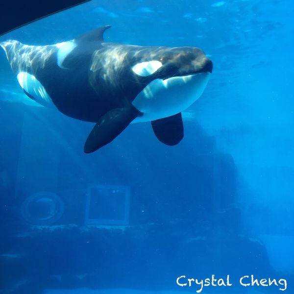【2016日本中部自由行✈名古屋好玩推薦】名古屋港水族館 精彩鯨豚表演 療癒又有趣的必訪景點!