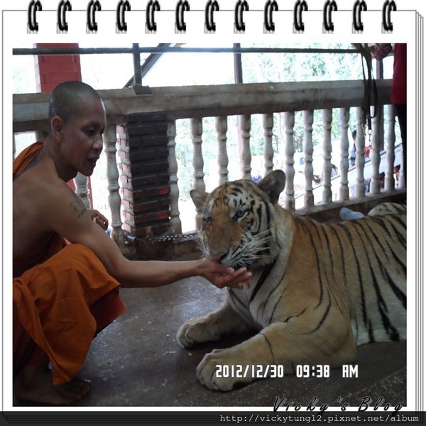 『泰國旅遊』tiger temple和老虎的初體驗