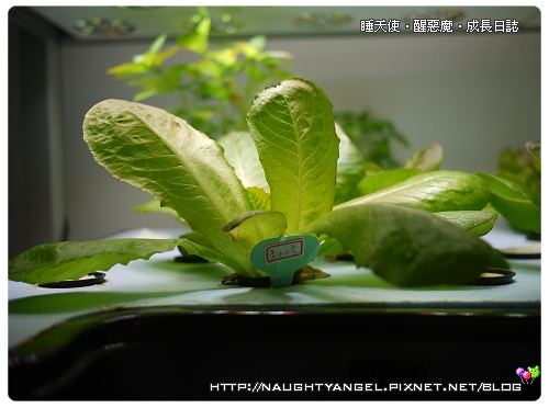 content 城市小農種菜趣‧SoFr3sh太平洋鮮活