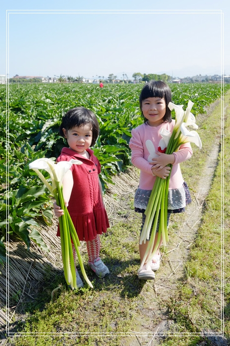 DSCF4575-1(已拖移) 白色海芋田 PK 彩色海芋田