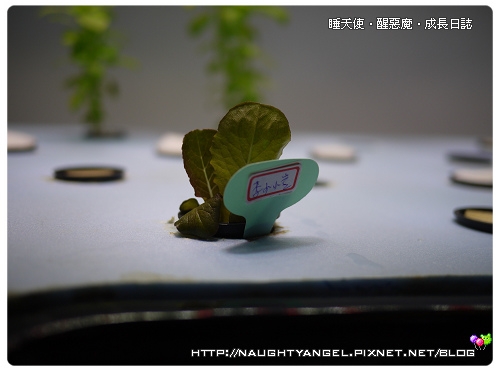 main 城市小農種菜趣‧SoFr3sh太平洋鮮活