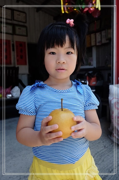 宜蘭親子採梨團。夏日有約,採梨雪山下~