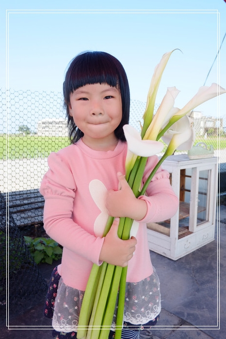DSCF4570-1(已拖移) 白色海芋田 PK 彩色海芋田