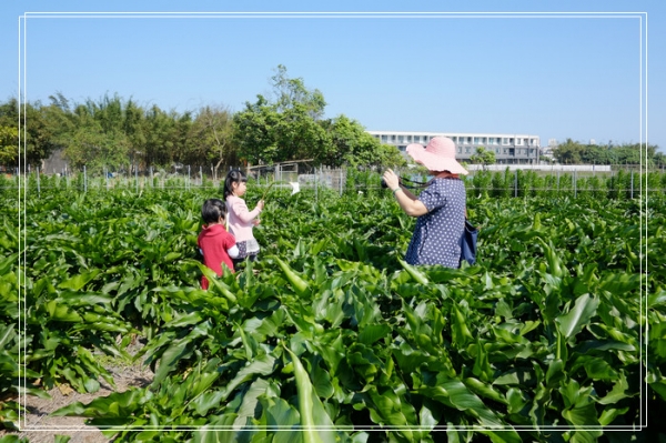 DSCF4566 白色海芋田 PK 彩色海芋田