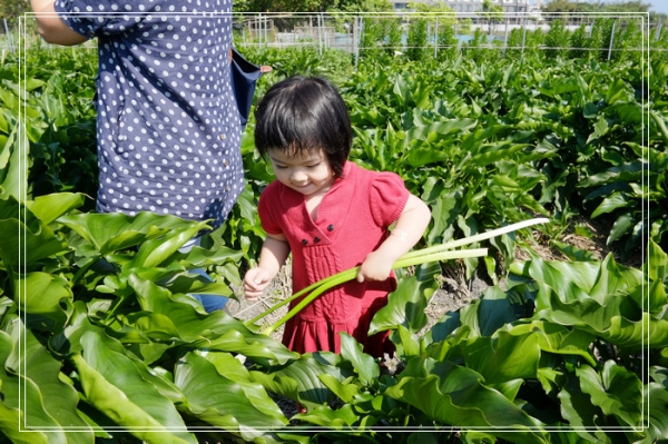 DSCF4567 白色海芋田 PK 彩色海芋田