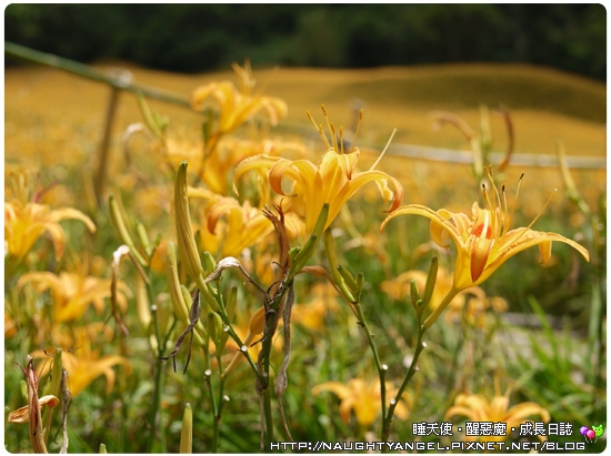 帶著孩子享受旅行的小確幸‧花蓮漫遊(下)