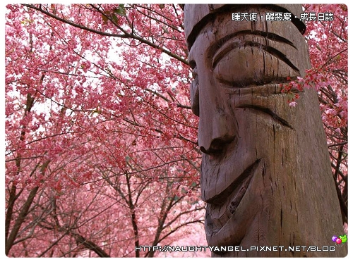 太犯規~武陵「櫻」姿煥發露營篇