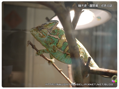 台灣昆蟲館‧飼養獨角仙
