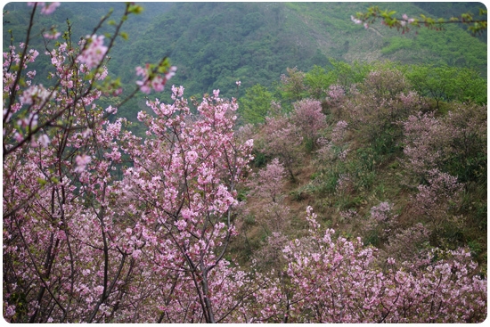 瘋櫻花。三峽竹崙山谷賞櫻秘境