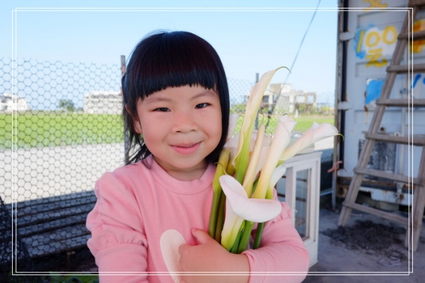 DSCF4572 白色海芋田 PK 彩色海芋田