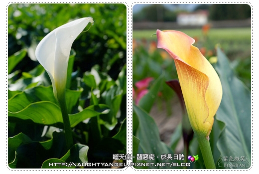 白色海芋田 PK 彩色海芋田