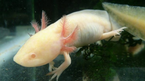 后来回来之后就发现有两只恐龙:金箔小六和白子红眼小六,肚子有些肿胀