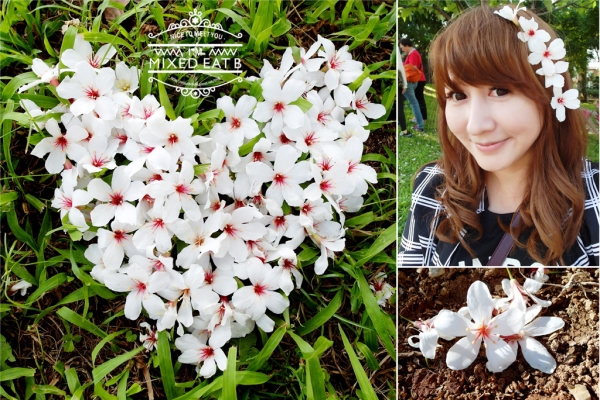 【愛玩耍】浪漫五月白雪║桃園龍潭-油桐花開之雪花飄~38阿花吹喇叭