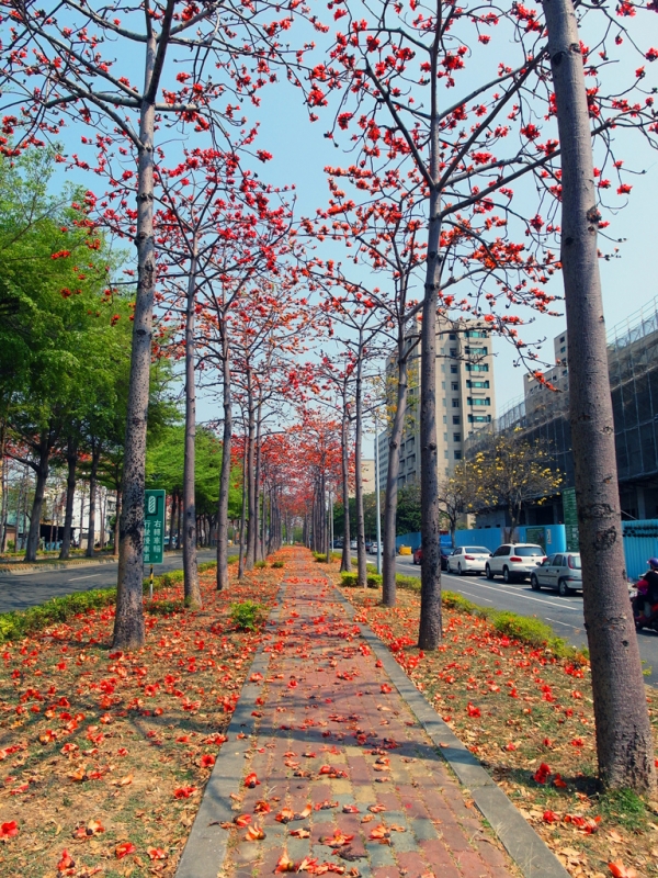 【爱玩耍】 台南北区>木棉道我怎能忘了~那是一年一次的木棉花道