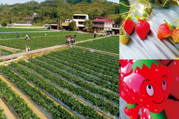 【愛玩耍】<苗栗大湖>2015草莓季~甜蜜滋味