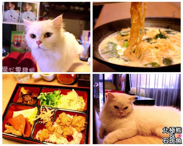 <素食餐廳>星空.cat-專賣素食的超隱密貓咪餐廳,小肉球店長融化你我的心