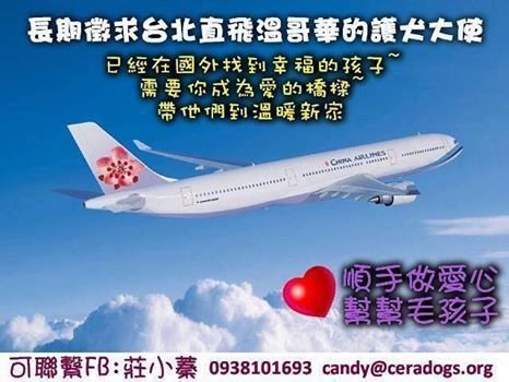 倪倪愛動保-急尋飛往溫哥華護犬大使-請幫忙分享