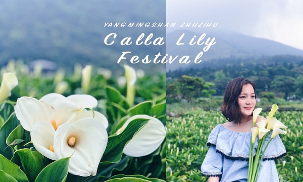台北一日遊|2018陽明山竹子湖海芋|步道海芋園|交通花期懶人包