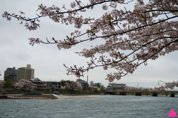 GS愛日本| 大阪。宇治。奈良 | 櫻花最前線 私藏賞櫻景點特搜(上)