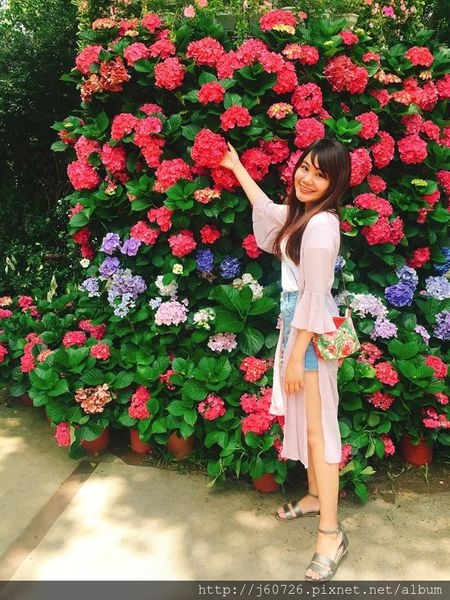 【苗栗/卓蘭】花露休閒農場-繡球花、薰衣草盛開:花海美的太犯規!IG打卡熱點,苗栗假日親子約會推薦景點/門票抵消費(圖爆多、附影片及菜單)