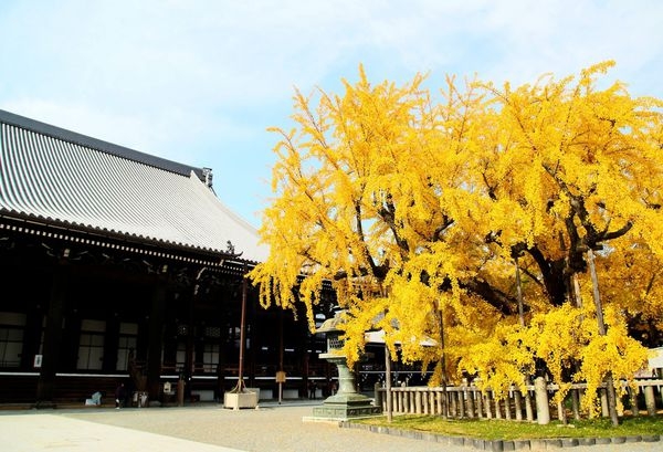 2013京都賞楓自由行~DAY16~西本願寺、睡關西機場、買等路
