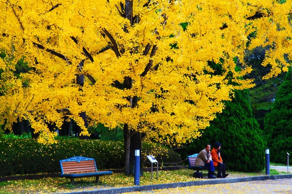 2013京都賞楓自由行~DAY14~京都府立植物園