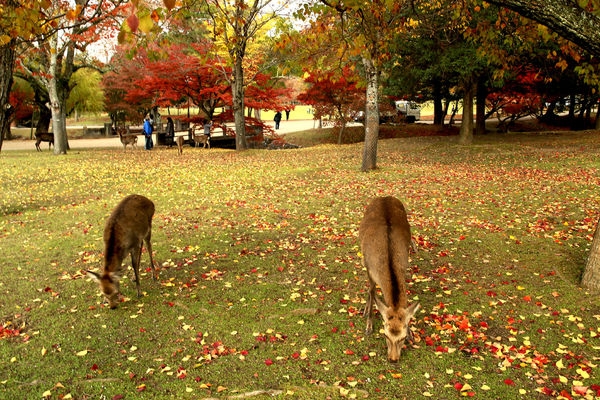 2013京都賞楓自由行~DAY10~奈良公園