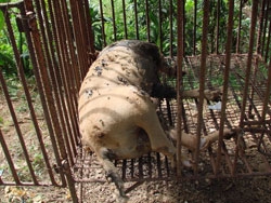 《十萬伙集》部落格串連 - 為旗山2百受虐犬募救命飼料