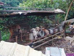 《十萬伙集》部落格串連 - 為旗山2百受虐犬募救命飼料