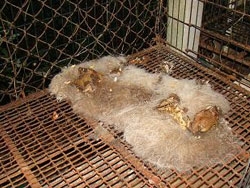 《十萬伙集》部落格串連 - 為旗山2百受虐犬募救命飼料