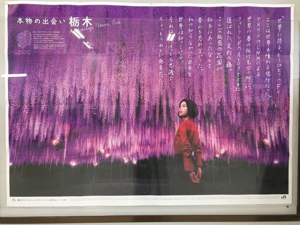 【關東近郊‧賞花】〜 此生必賞!絕美夢幻的足利紫藤花瀑